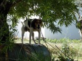 Immer noch erschreckend oft zu sehen: ein armer Kettenhund, dessen einzige Behausung eine alte Blechtonne ist.