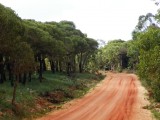 Das ist der Haupweg durch den Forst. Hier sind links Schirmkiefern und rechts Eukalyptus zu sehen. Es gibt auch richtig schoene Fusspfade.