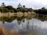 An diesem Teich lebten etliche Froesche und andere Tiere