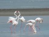 Freilebende Flamingos zu sehen ist ein schoenes Erlebnis!